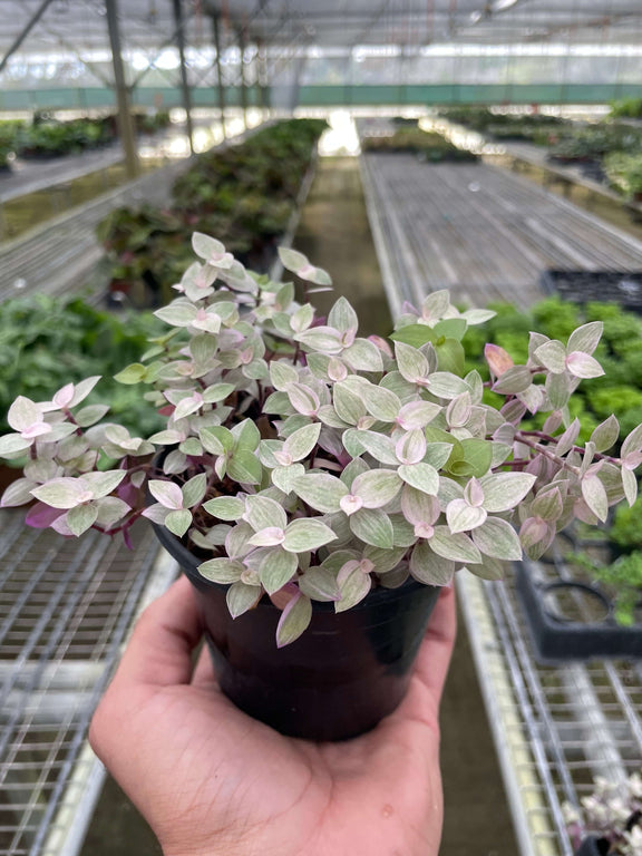 pink lady house plant Tradescantia Pink Panther
