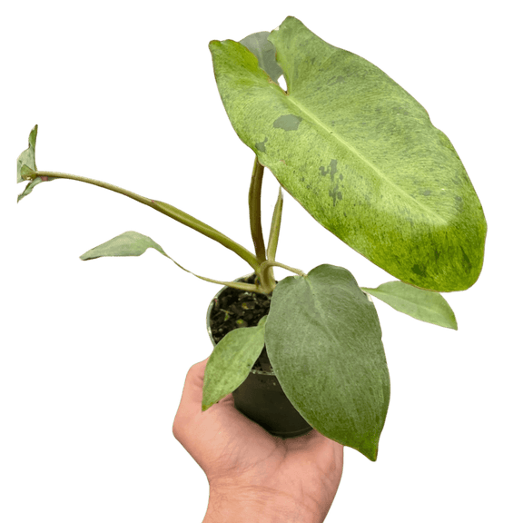 ken's philodendrons Philodendron Paraiso Verde 4”