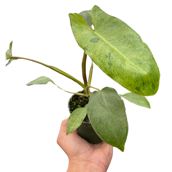 philodendron-paraiso-verde 4inch