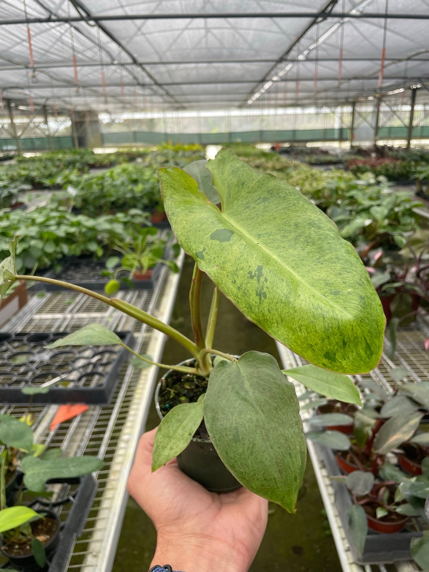 philodendron-paraiso-verde 4inch in nursery