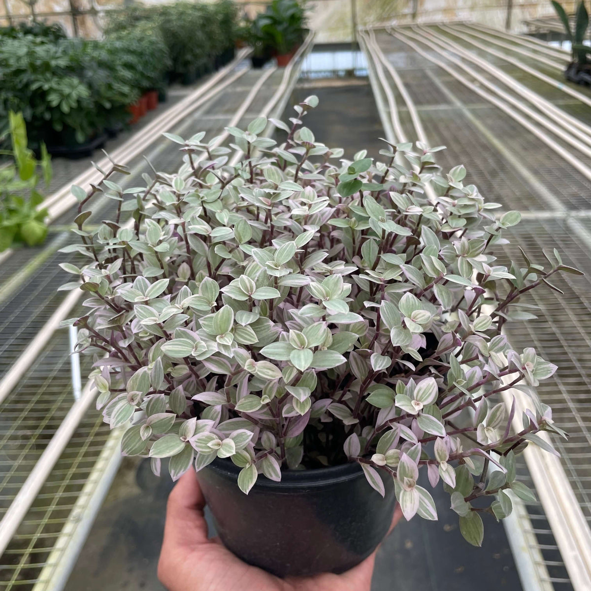 philodendron-paraiso-verde_8inch from All About Planties™