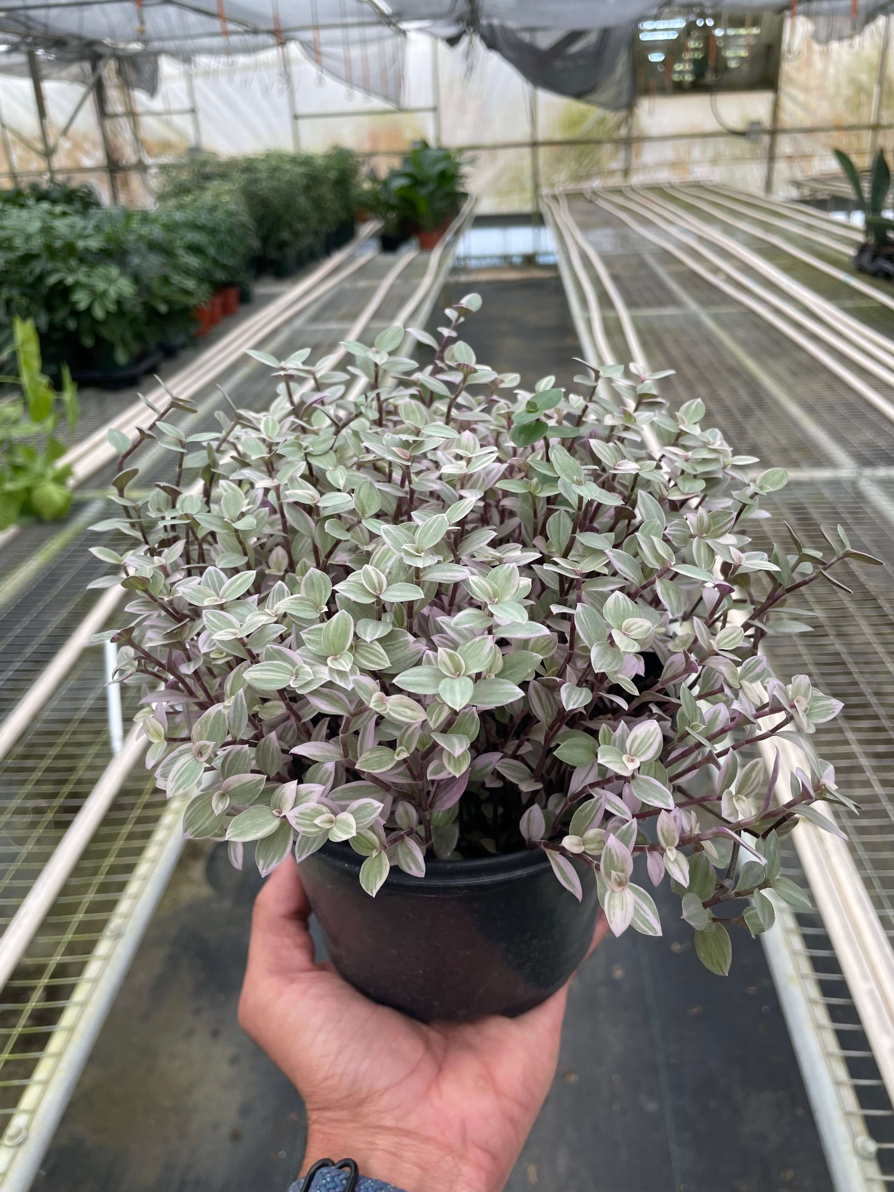 pink panther house plant Tradescantia Pink Panther | 4" Pot | Easy Care Houseplant