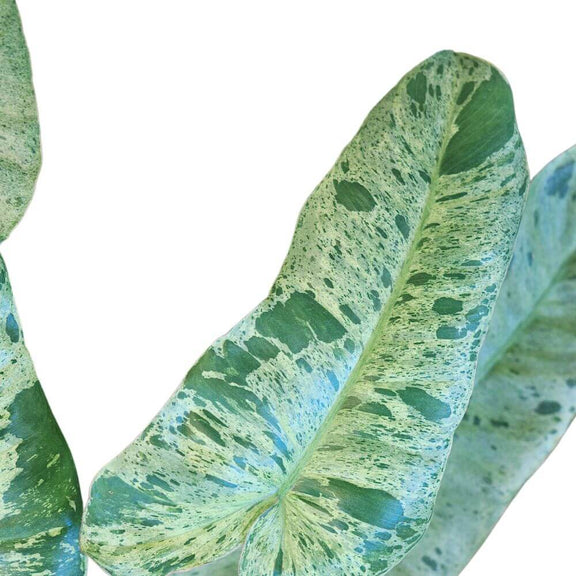 philodendron green paradise Philodendron Paraiso Verde 4”