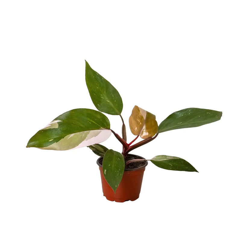 philodendron-pink-princess | Indoor Plant | All About Planties