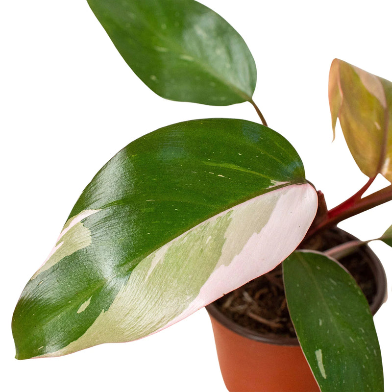 philodendron-pink-princess-plant closeup