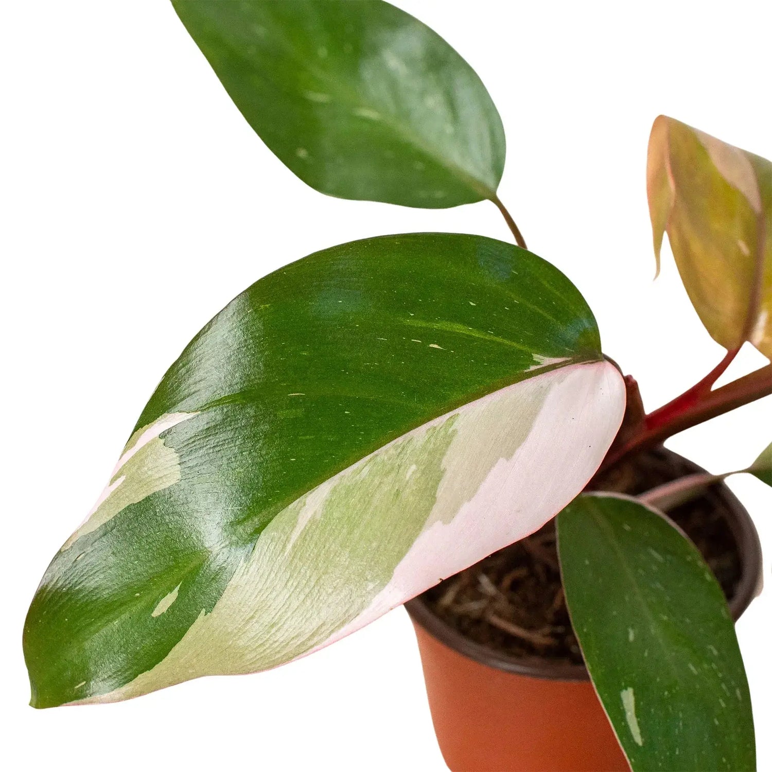 philodendron-pink-princess-plant closeup | All About Planties