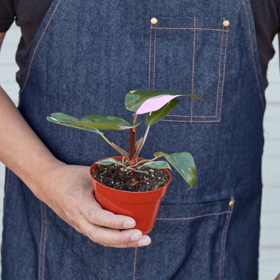 person holding a philodendron-pink-princess-plant