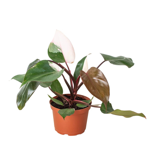 philodendron-pink-princess-plant leaves