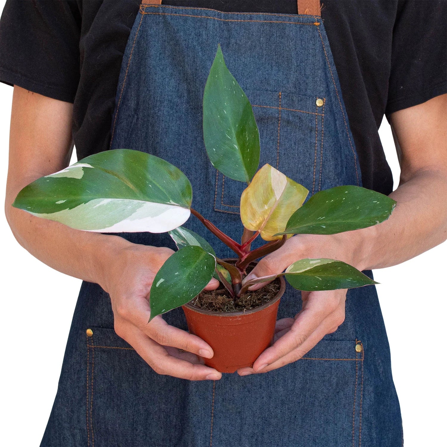 ppp philodendron Philodendron Pink Princess