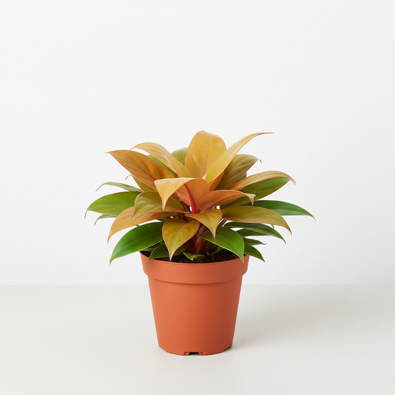 Philodendron Prince of Orange hero with compact leaves - All About Planties
