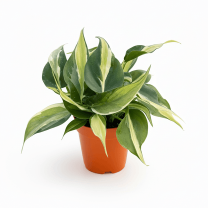 variegated philodendron for sale Philodendron 'Silver Stripe'