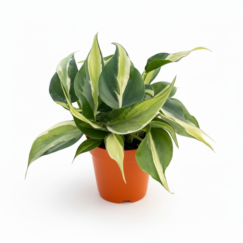 Philodendron Silver Stripe in orange nursery pot - variegated tropical houseplant for sale