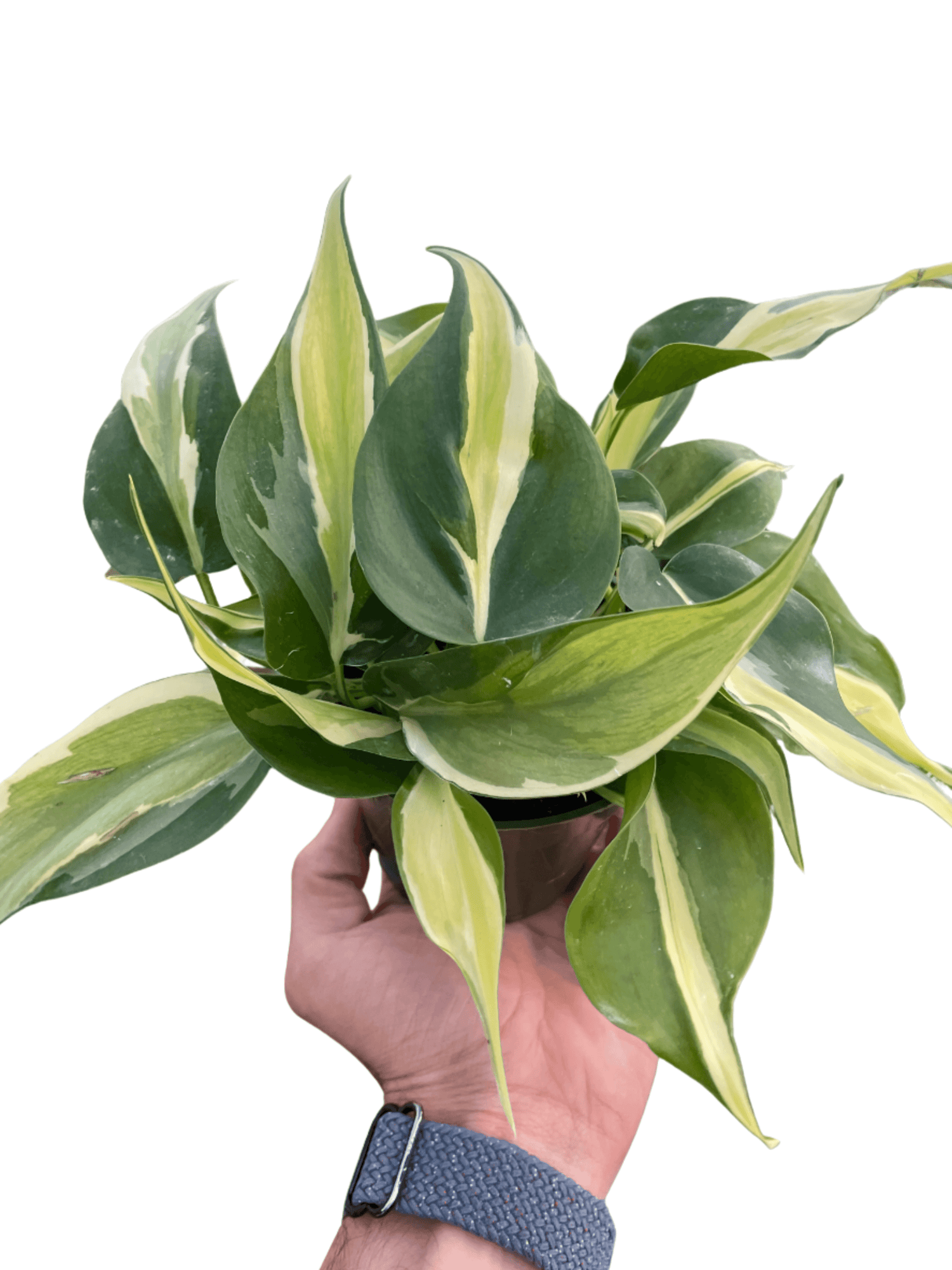 Philodendron 'Silver Stripe' Plants at All About Planties