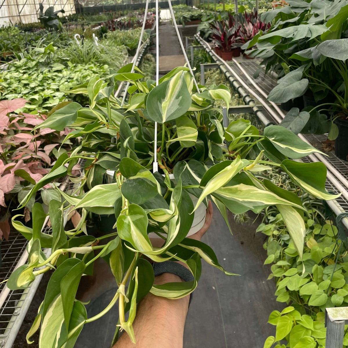 silver stripe philodendron care Philodendron 'Silver Stripe'