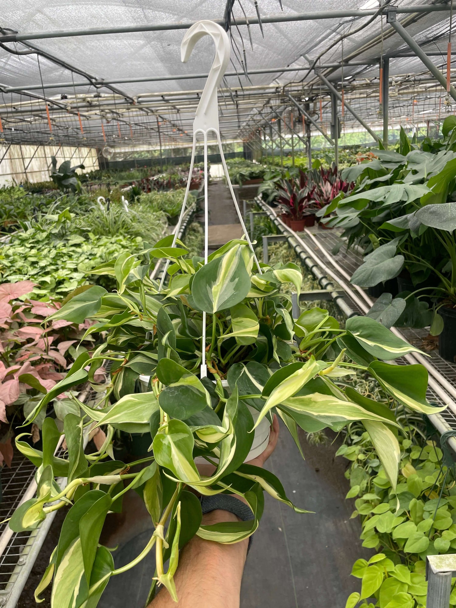 Philodendron 'Silver Stripe' Plants at All About Planties