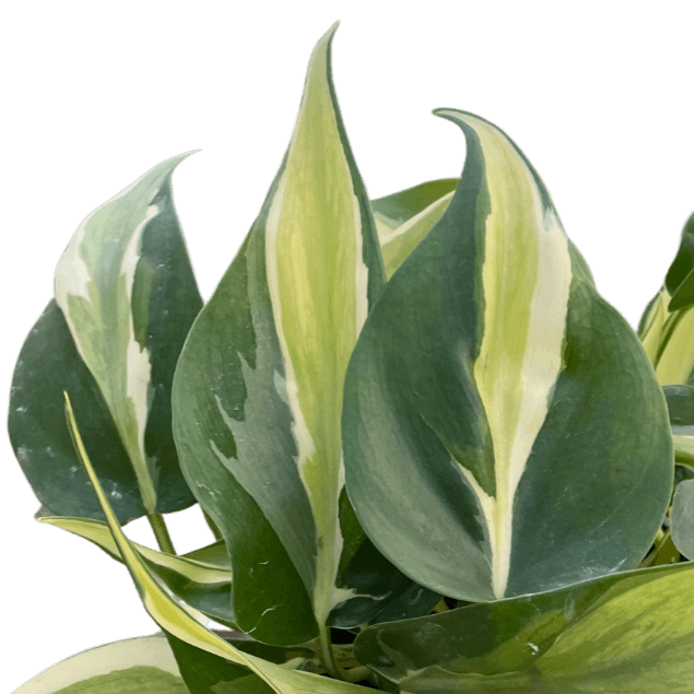 Philodendron Silver Stripe leaves close up - green and yellow variegation pattern detail