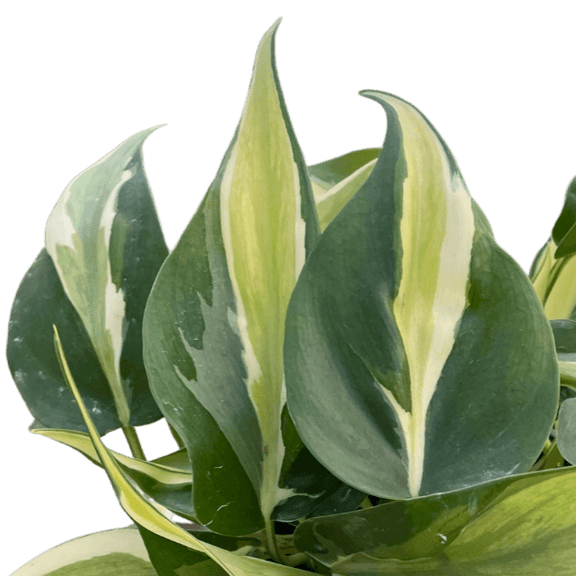 philodendron hederaceum silver stripe Philodendron 'Silver Stripe'