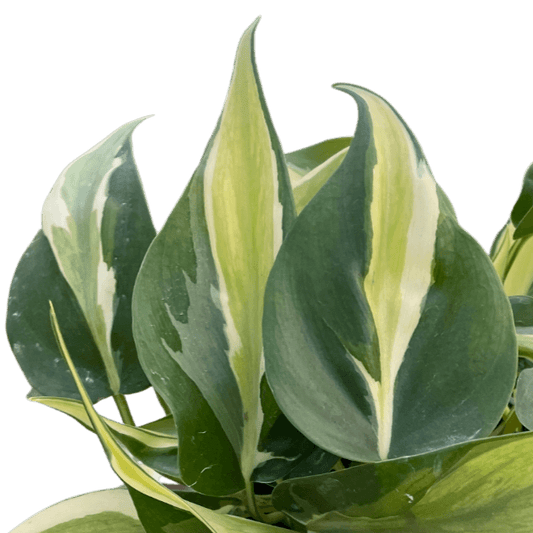 Philodendron 'Silver Stripe' Plants at All About Planties