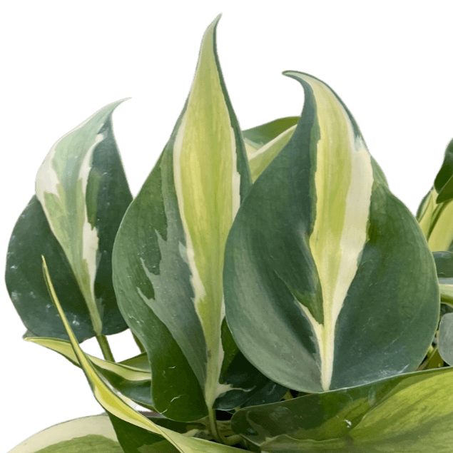 Philodendron 'Silver Stripe' Plants at All About Planties