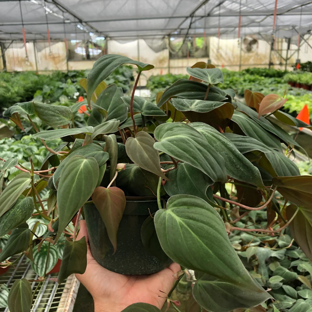 philodendron-velvet in a nursery