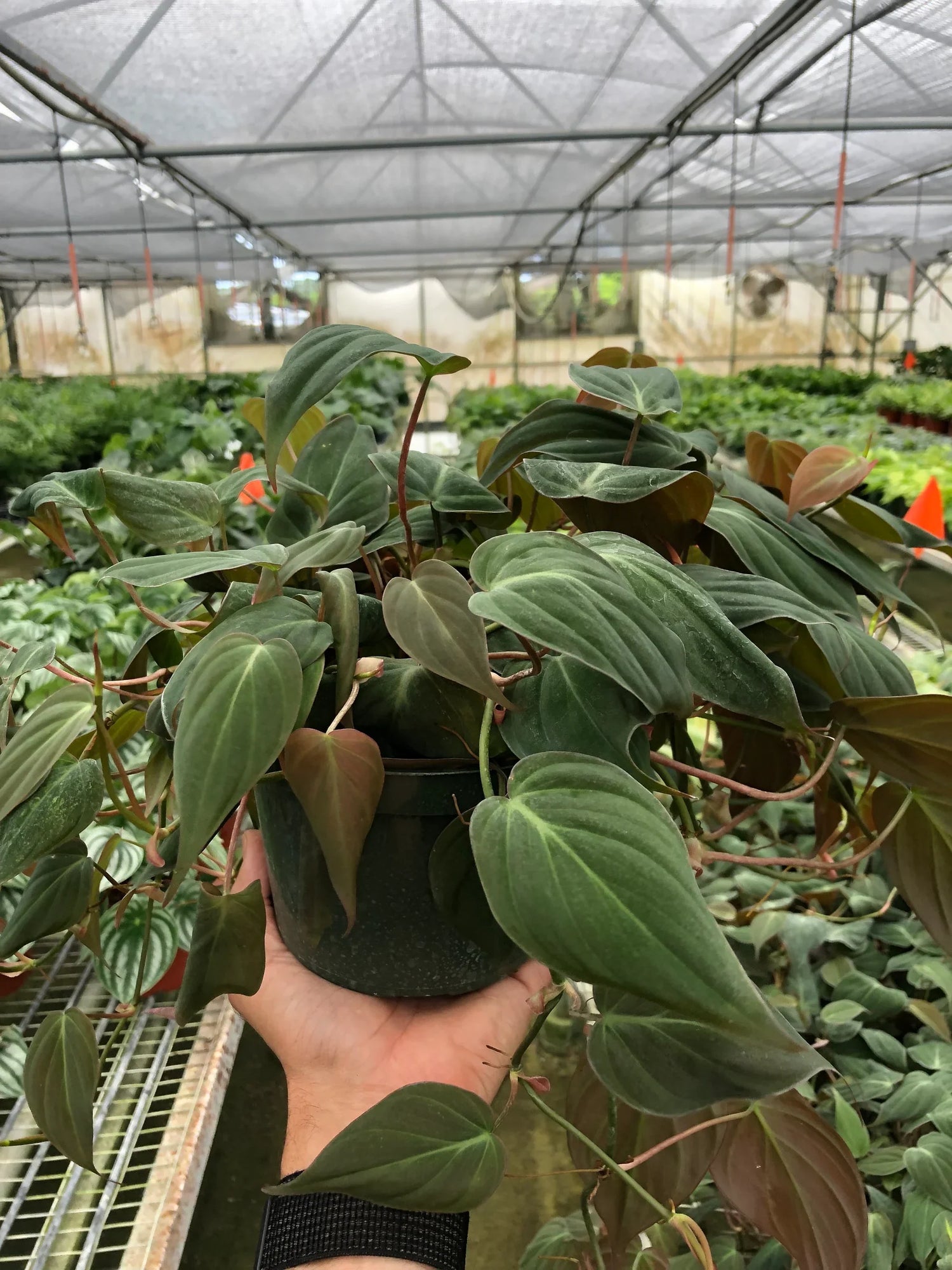 philodendron-velvet in a nursery