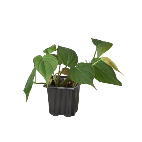 velvet money plant Philodendron Velvet - Philodendron Micans