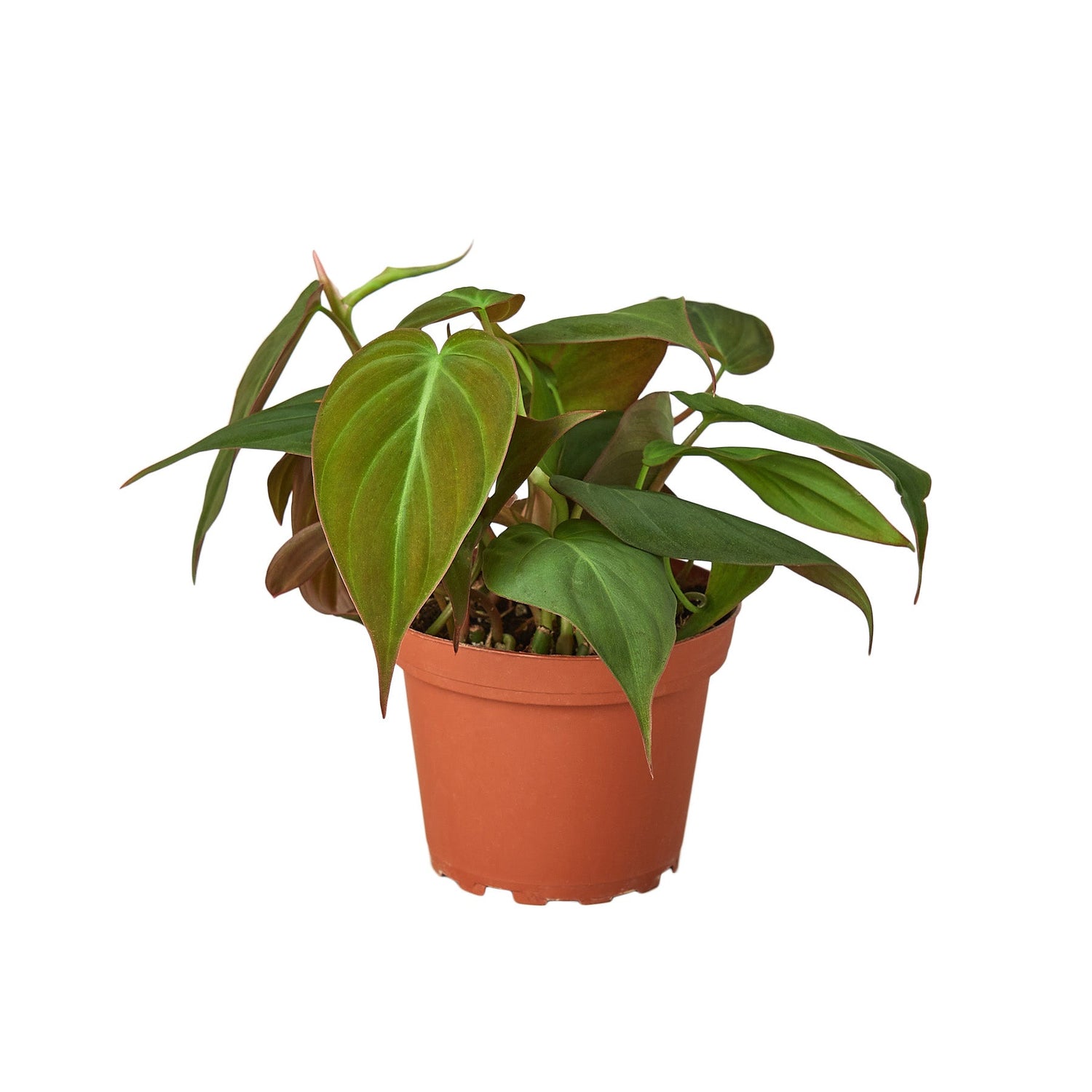 philodendron-velvet 4inch