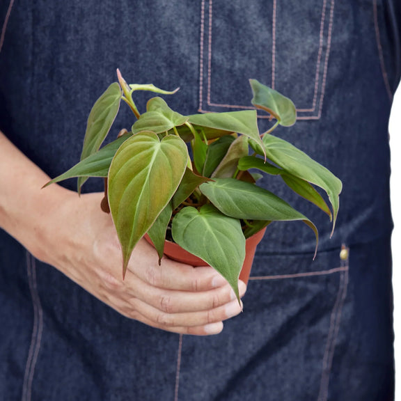 velvet leaf philodendron care Philodendron Velvet | Easy Care Plant