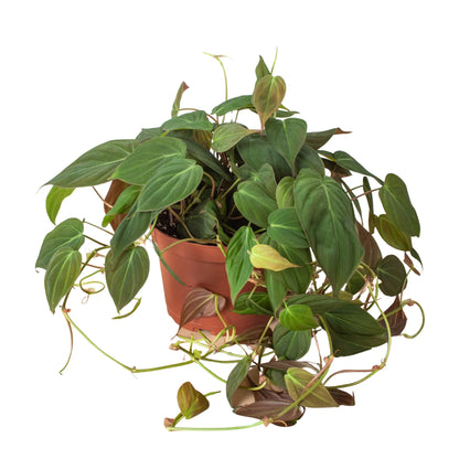 philodendron-velvet 6inch pot