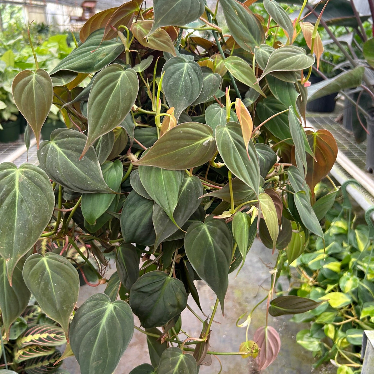 philodendron-velvet 8inch in a nursery