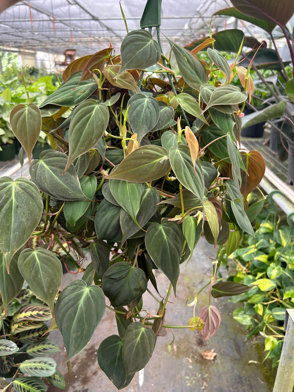 philodendron vancouver Philodendron Velvet | Easy Care Plant