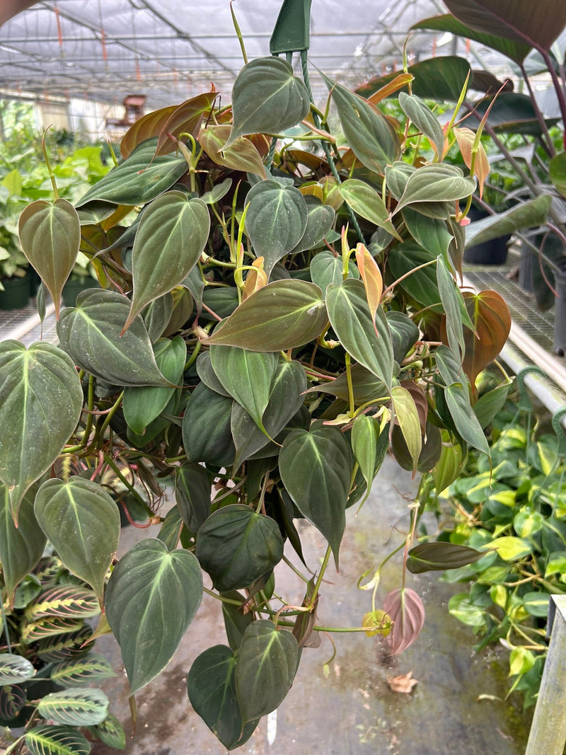 philodendron-velvet 8inch in a nursery