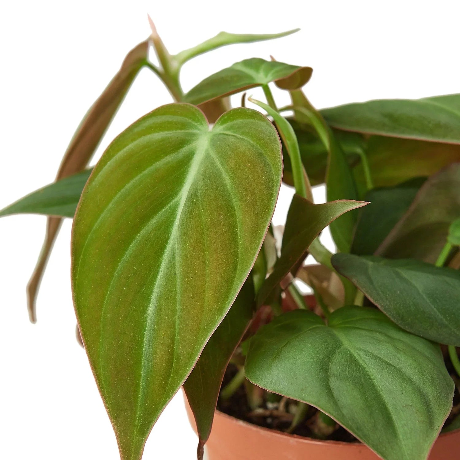 philodendron-velvet close up