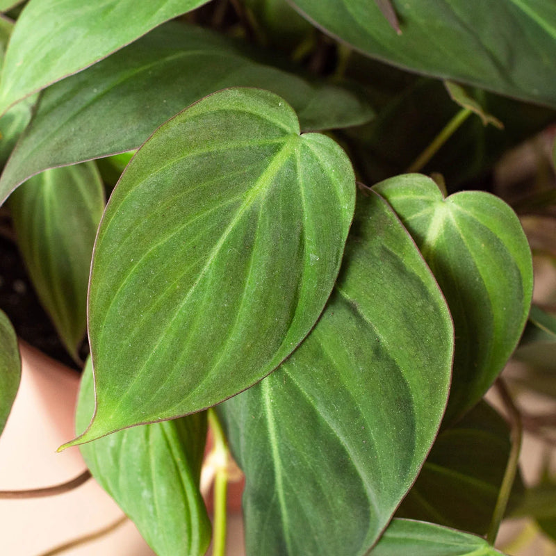 philodendron-velvet leaves