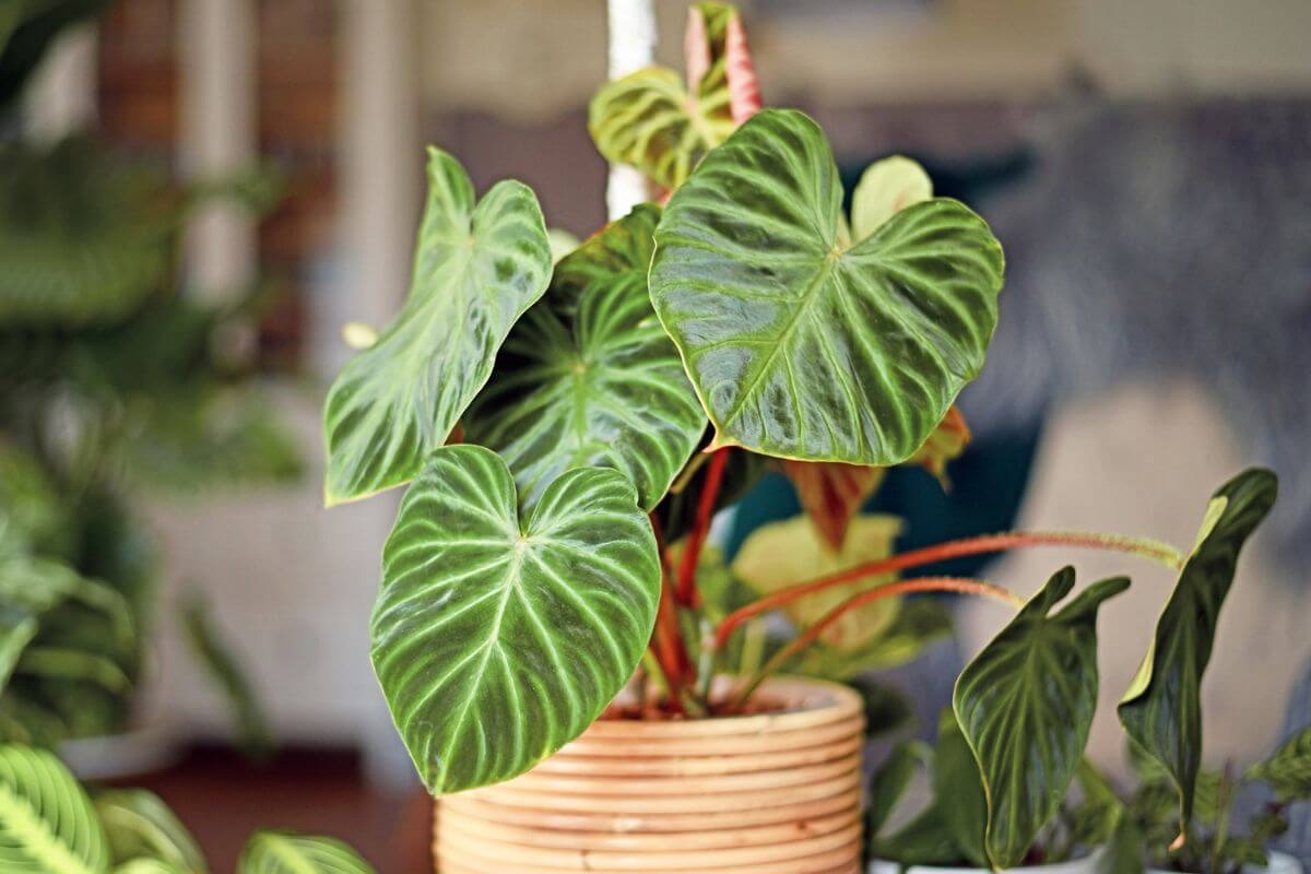 Philodendron Verrucosum Houseplant in a wicker pot