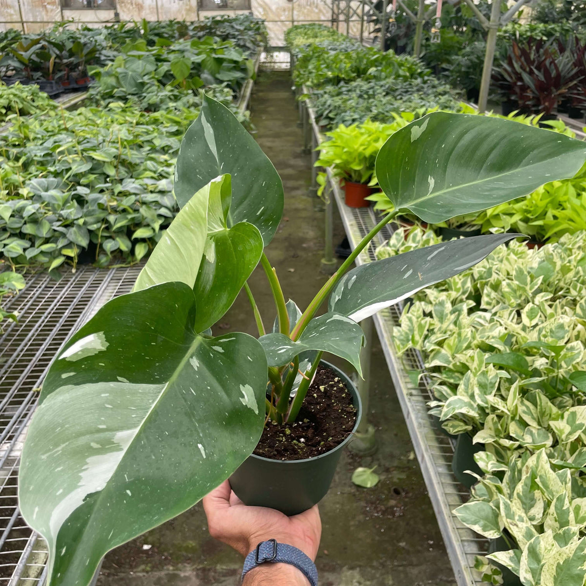 philodendron-white-princess 6inch in nursery