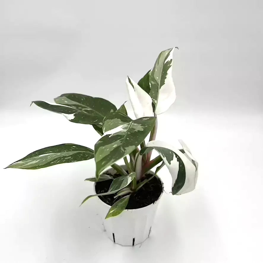 Philodendron White Princess | Rare Indoor Plant | All About Planties