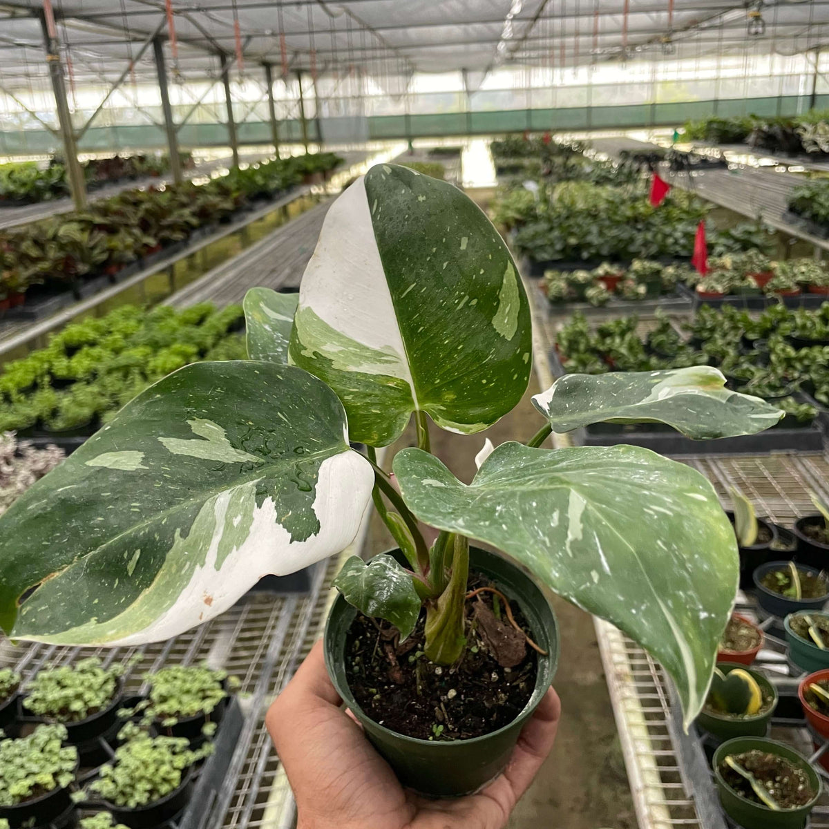 philodendron green princess variegated Philodendron White Princess