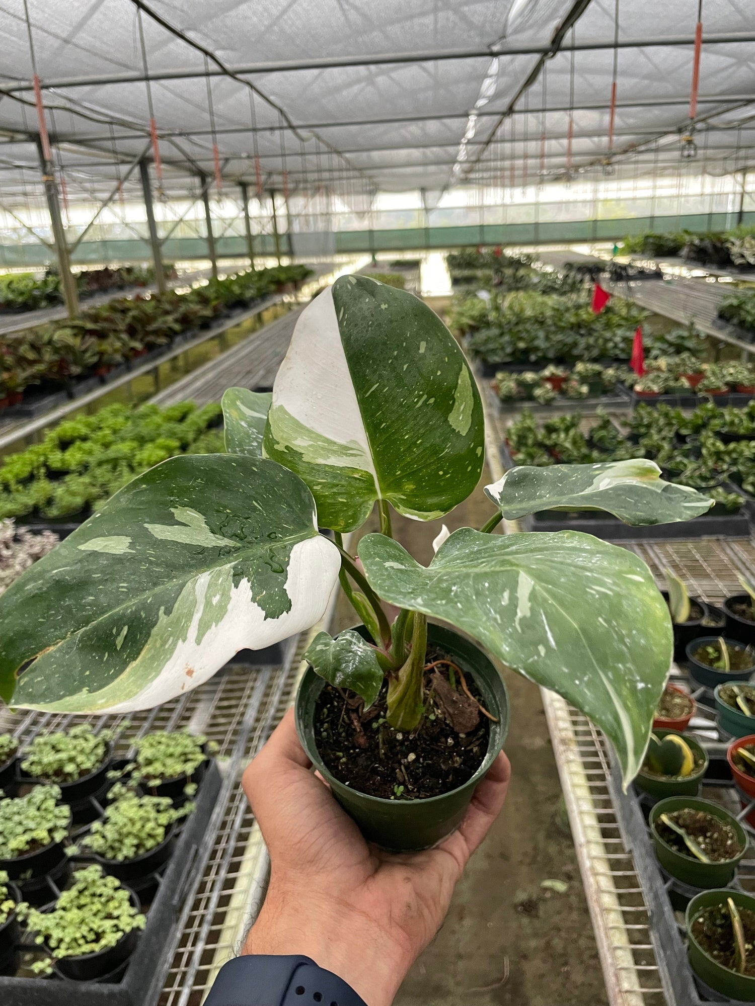 philodendron-white-princess in a nursery