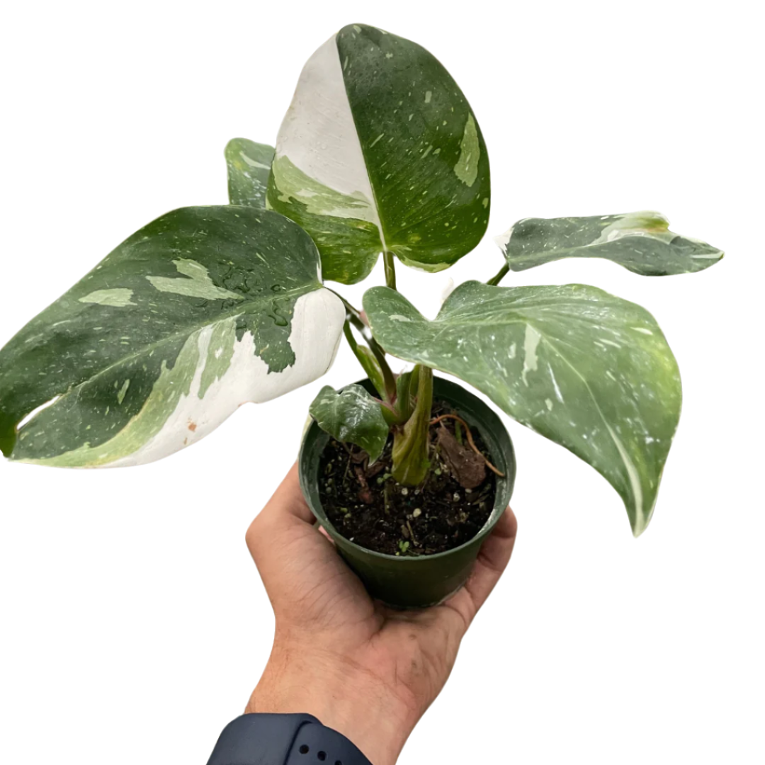 philodendron-white-princess plant