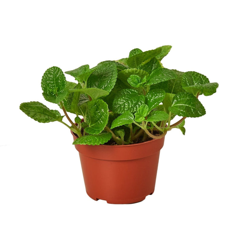 pilea-crinkle plant