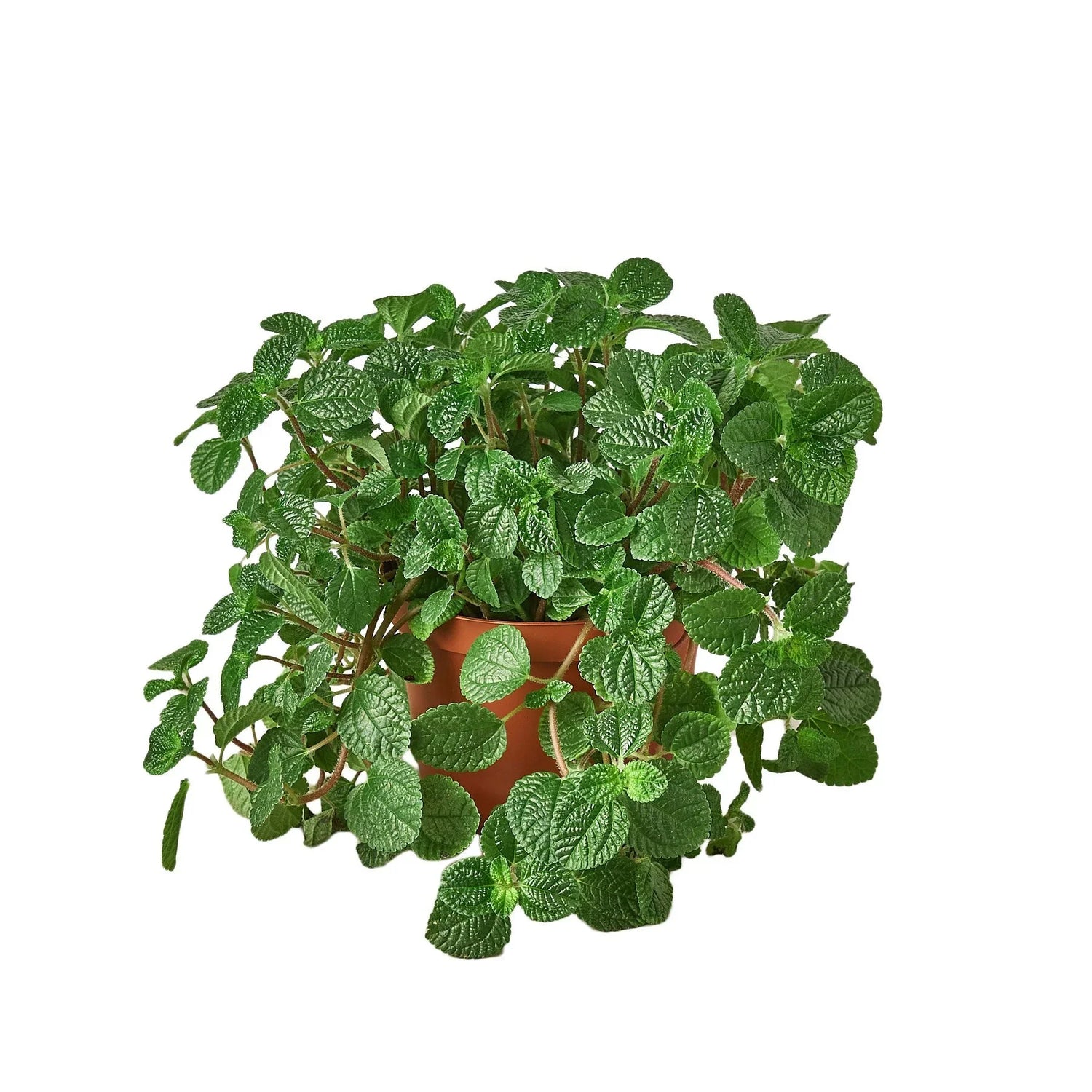 pilea-crinkle plant 