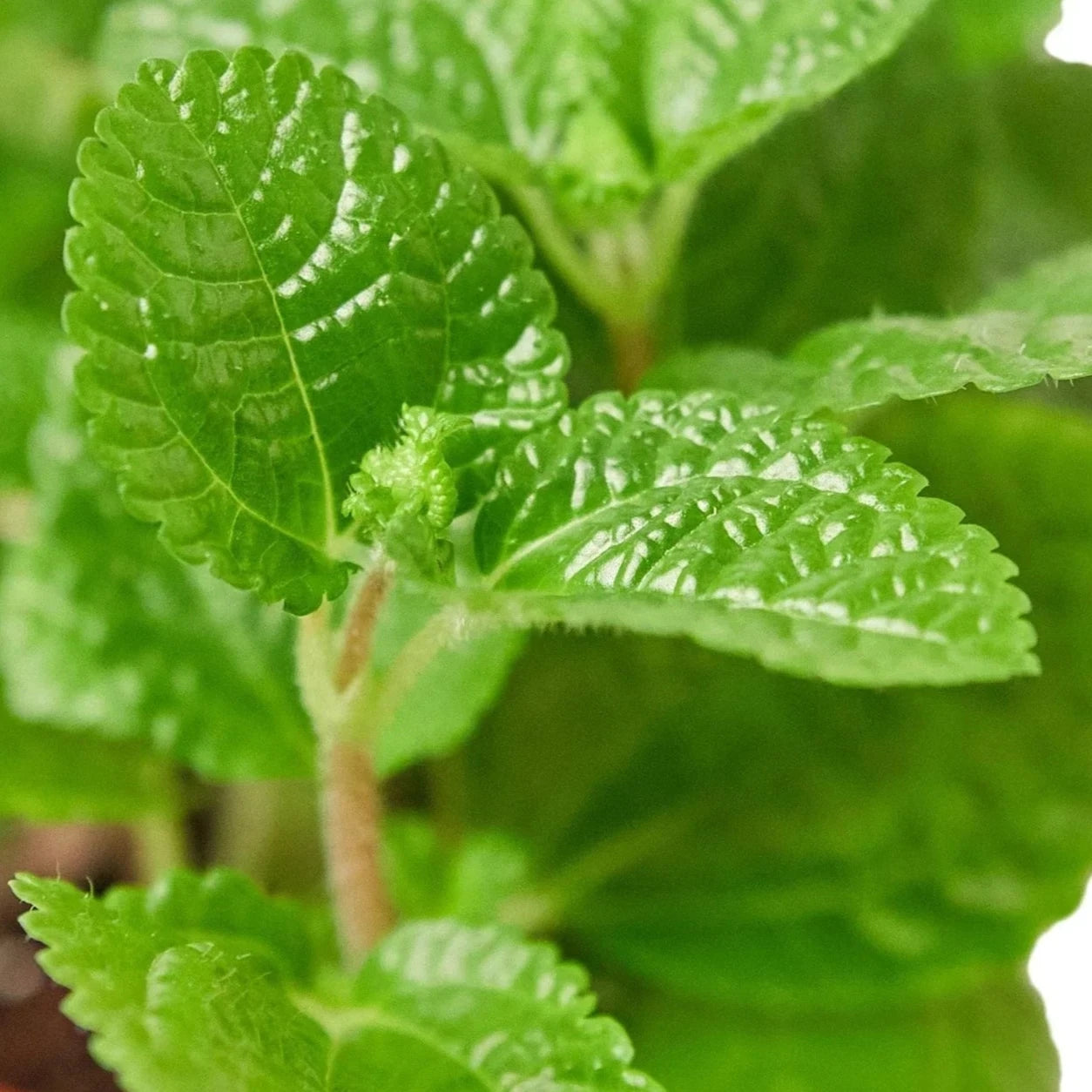 pilea-crinkle plant close up