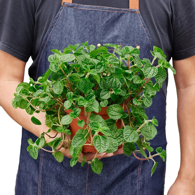 person holding  A pilea-crinkle plant