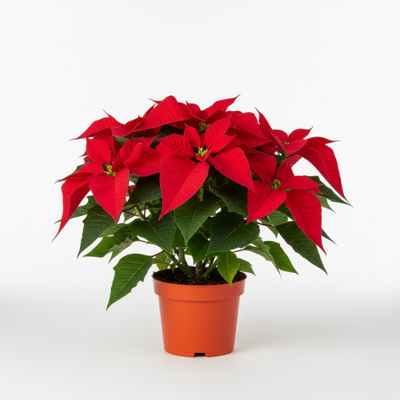 Poinsettia Red Holiday Houseplant - All About Planties