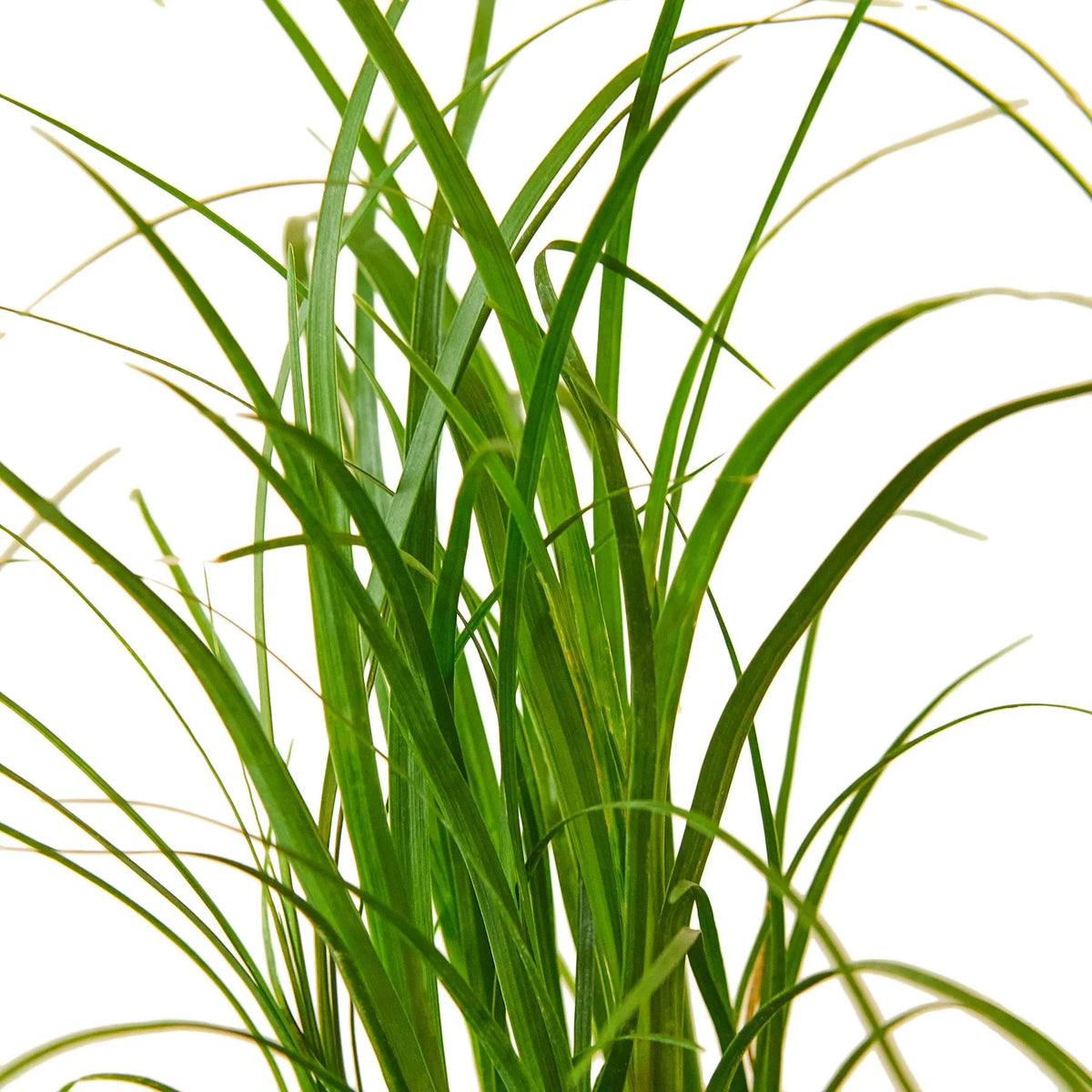elephant foot ponytail palm for sale The Snobby Leaf | Palm Ponytail - 4 inch Pot