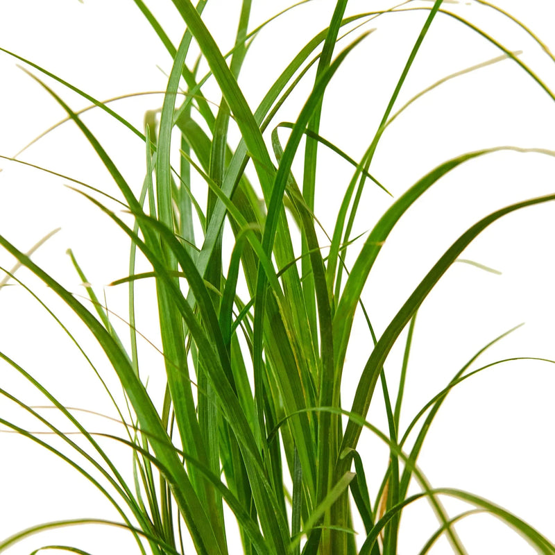 ponytail-palm close up