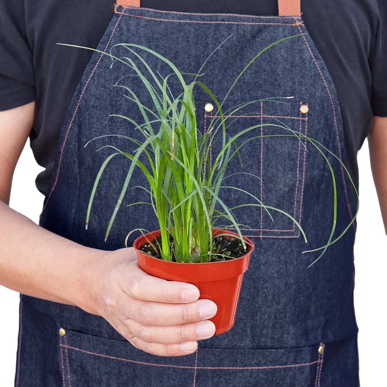 person holding a ponytail-palm