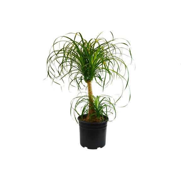 elephant foot palm cats Ponytail Palm | Elephant's Foot