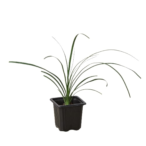 ponytail-palm in a nursery pot